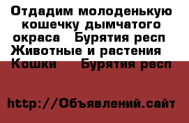 Отдадим молоденькую кошечку дымчатого окраса - Бурятия респ. Животные и растения » Кошки   . Бурятия респ.